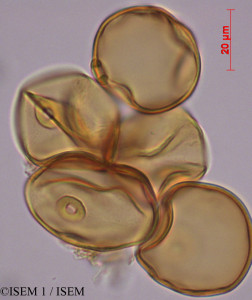 Chusquea lehmannii - lame n° 29303